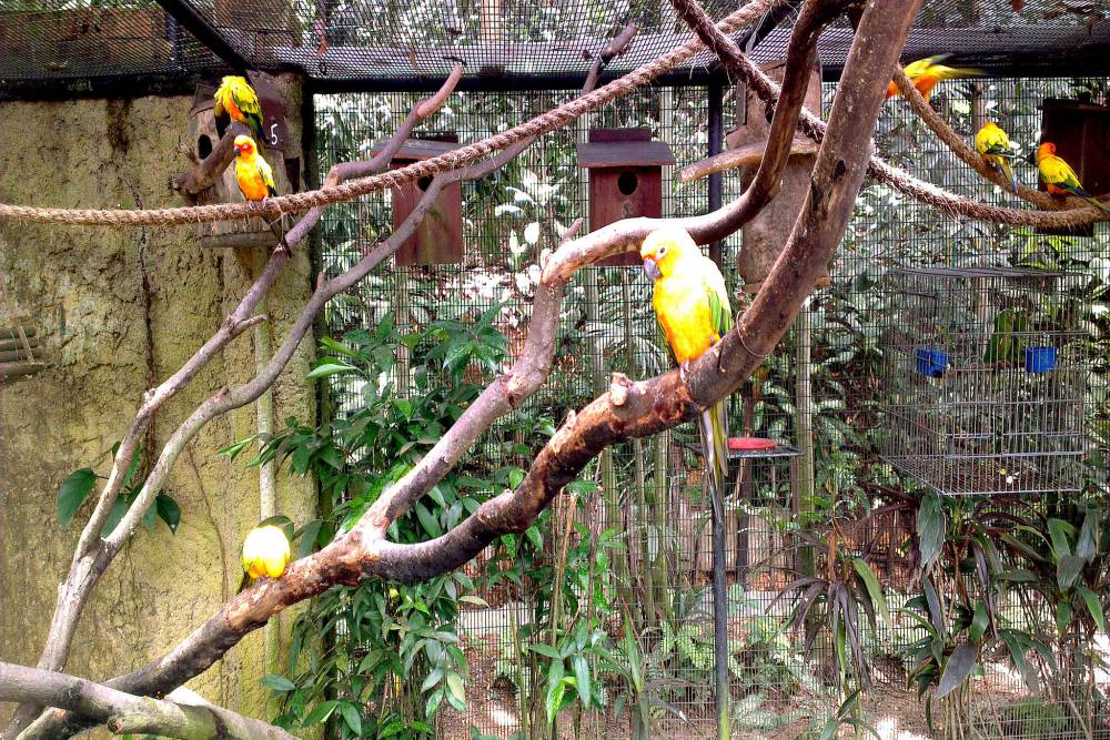 Jurong Bird Park